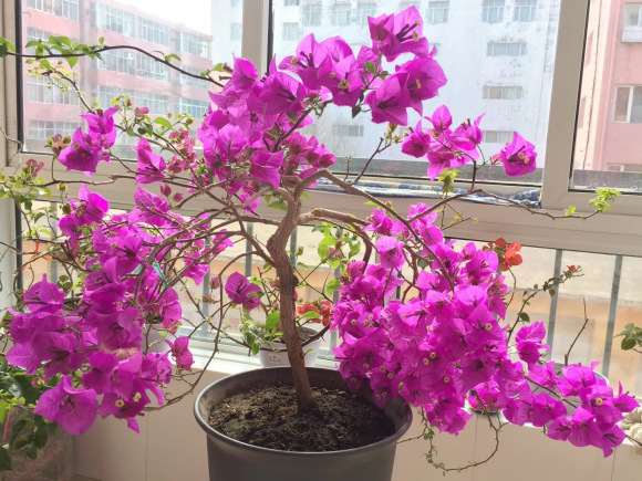 室内养的三角梅盆栽 这么好 图片
