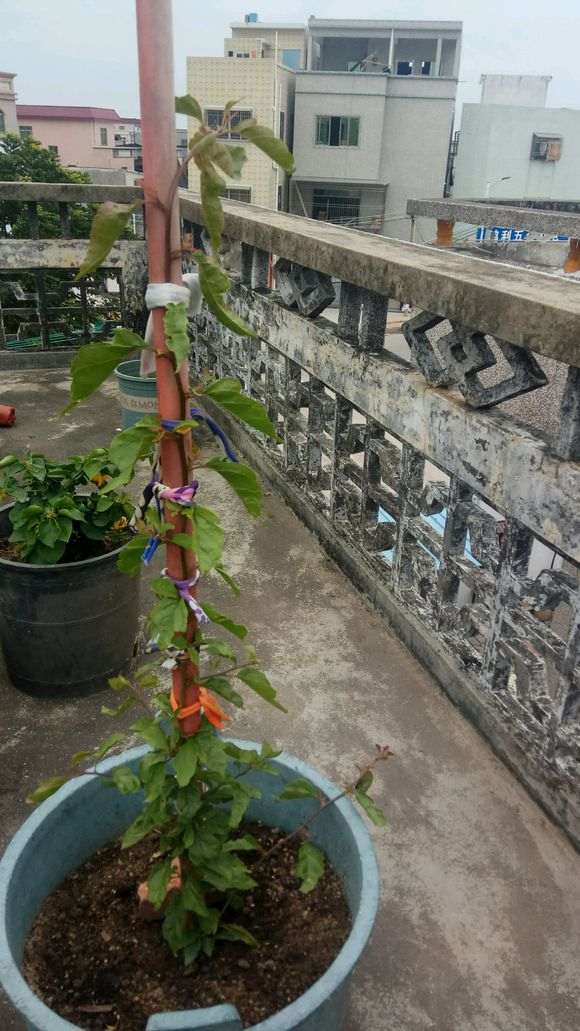 藤本三角梅下山桩 长得那么快 怎么样