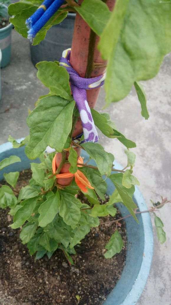 藤本三角梅下山桩 长得那么快 怎么样