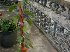 藤本三角梅下山桩 长得那么快 可以吗