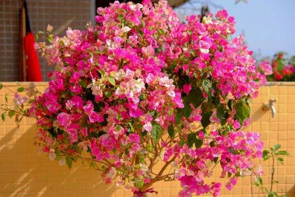 三角梅盆栽怎么养的这么好啊 图片