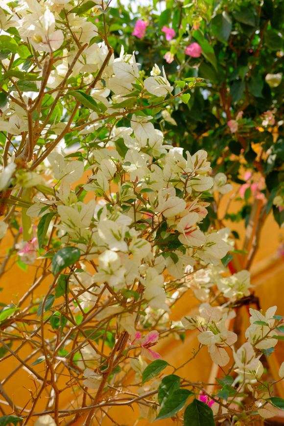 三角梅盆栽怎么养的这么好啊 图片