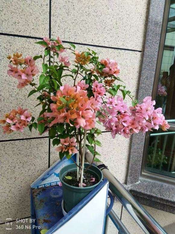 女郎三角梅盆栽怎么管理和修剪 图片