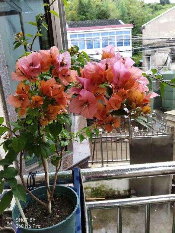 女郎三角梅盆栽怎么管理和修剪 图片