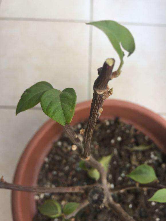 为什么三角梅盆栽不长了 怎么办 图片