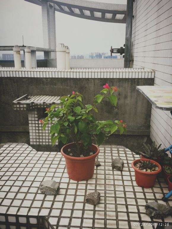 为什么三角梅盆栽不长了 怎么办 图片