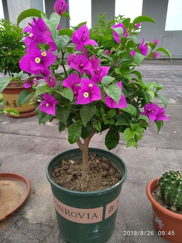 三角梅盆栽剪了几次 就可以啊 图片