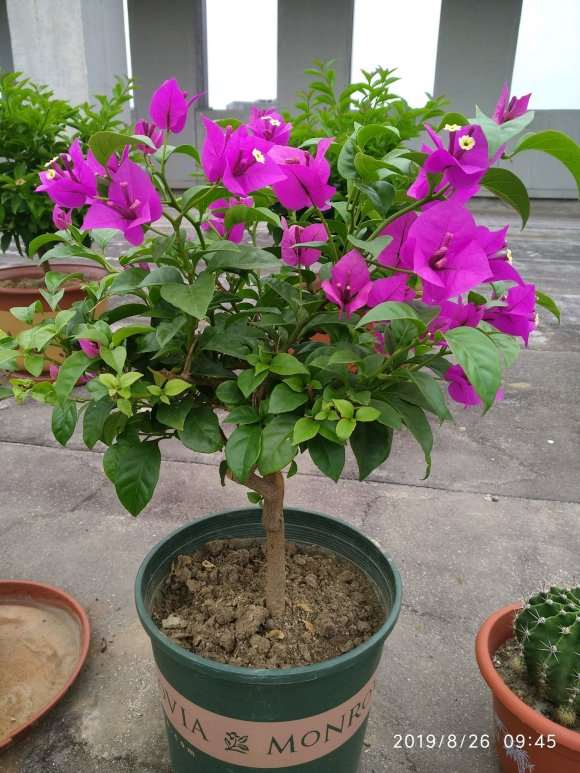 三角梅盆栽剪了几次 就可以啊 图片