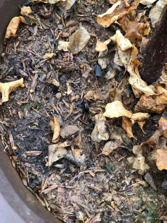 三角梅盆栽怎么用土的方法 图片