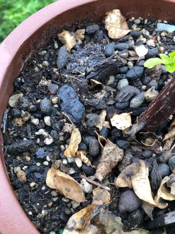 三角梅盆栽用牛粪可以吗 怎么样 图片