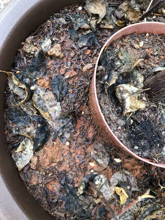 三角梅盆栽换盆用什么土 最好 图片