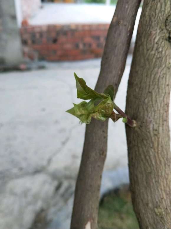 三角梅盆栽得了什么病 怎么办 图片