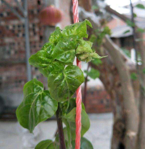 三角梅盆栽得了什么病 怎么办 图片