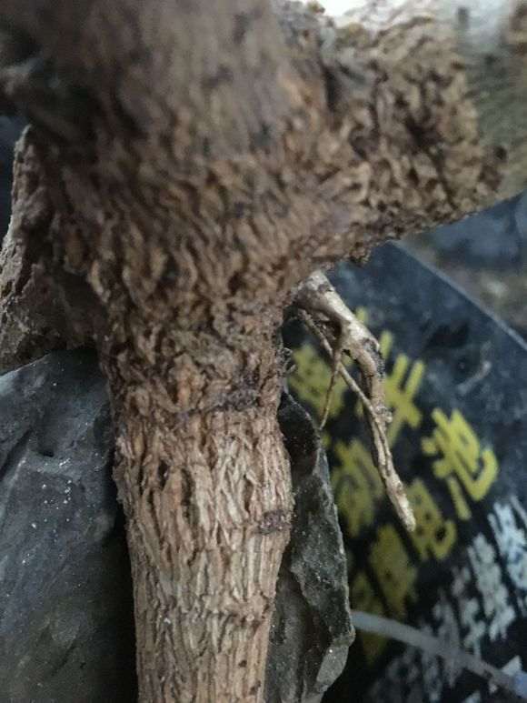 三角梅盆栽根系不发达 才耐干旱吗