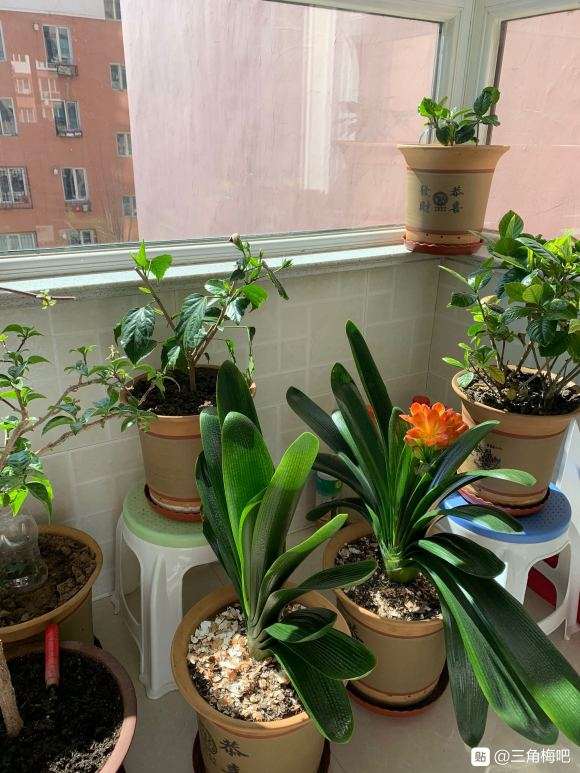 为什么我的三角梅盆栽 不开花 图片