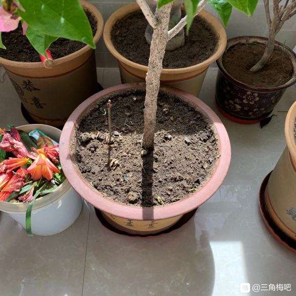 三角梅盆栽要控水才会多花开吗 图片