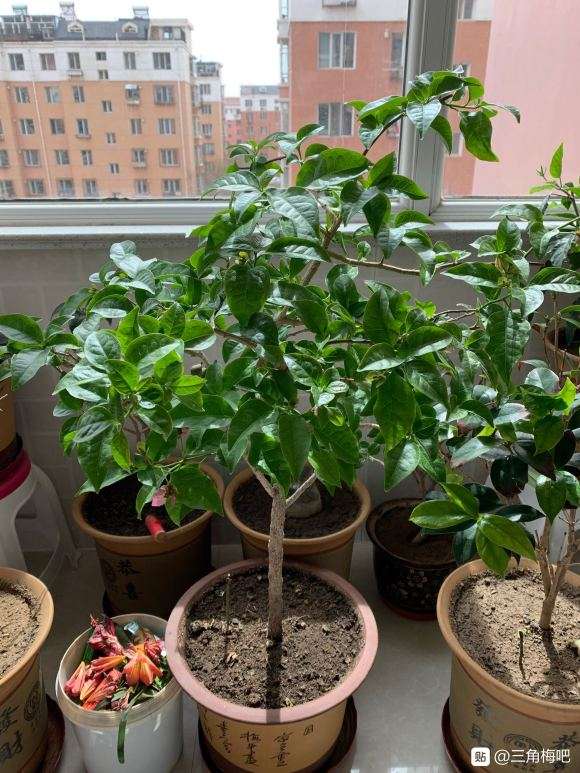 三角梅盆栽要控水才会多花开吗 图片