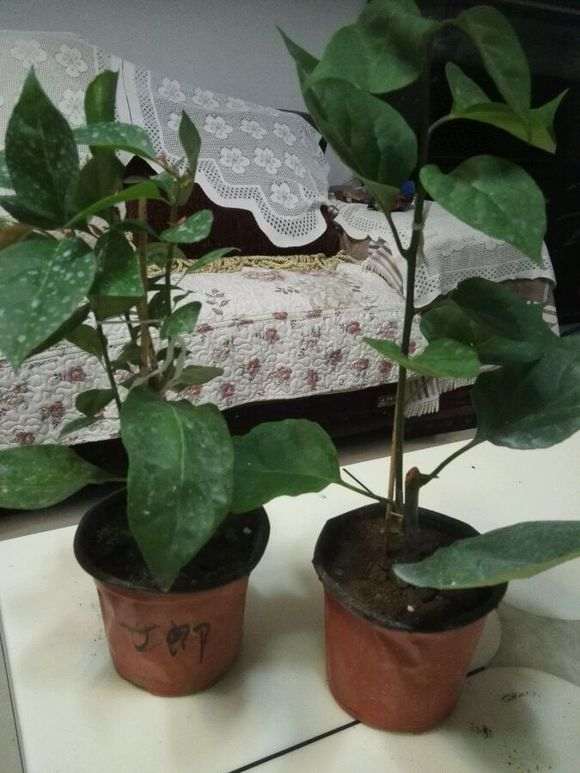 三角梅下山桩怎么打顶的方法 图片