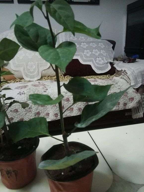 三角梅下山桩怎么打顶的方法 图片