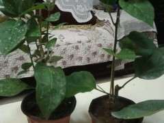 三角梅下山桩怎么打顶的方法 图片