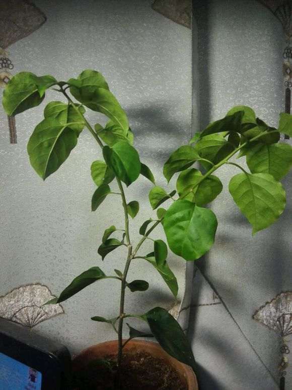 三角梅盆栽有50公分高了 怎么样 图片