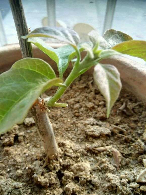 三角梅盆栽有50公分高了 怎么样 图片