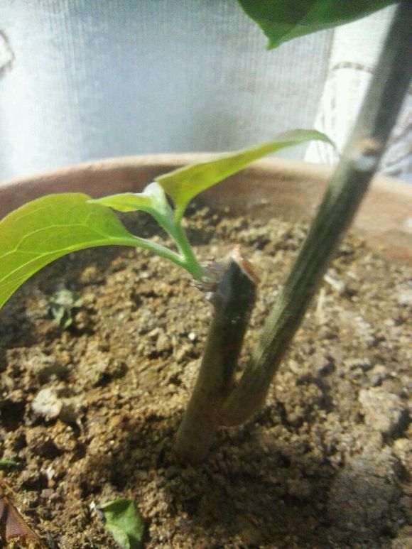 三角梅盆栽有50公分高了 怎么样 图片