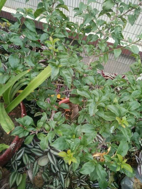 种子种出来的三角梅盆栽 怎么样 图片