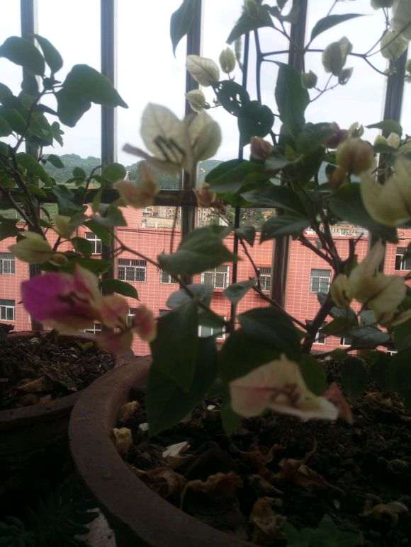 三角梅盆栽没有开花的 连水葫芦也没有