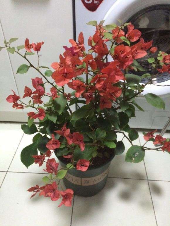 三角梅盆栽部分叶子黄了 怎么办 图片