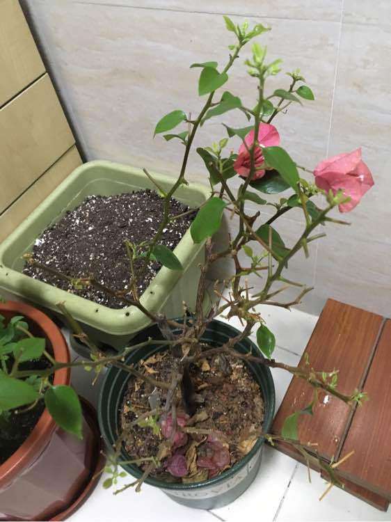 三角梅盆栽叶子掉光 怎么修剪 图片