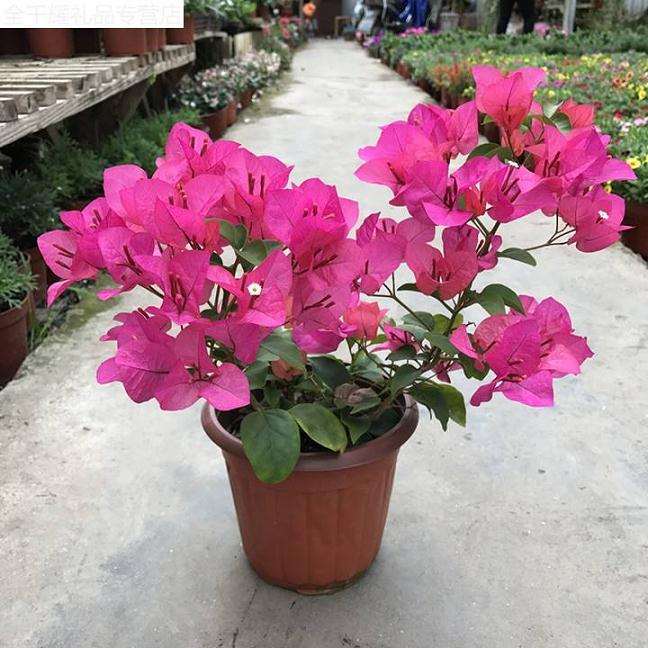 三角梅盆栽一见太阳就蔫 怎么办 图片