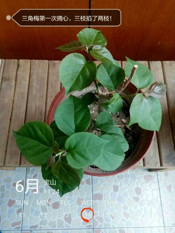 三角梅盆栽一见太阳就蔫 怎么办 图片