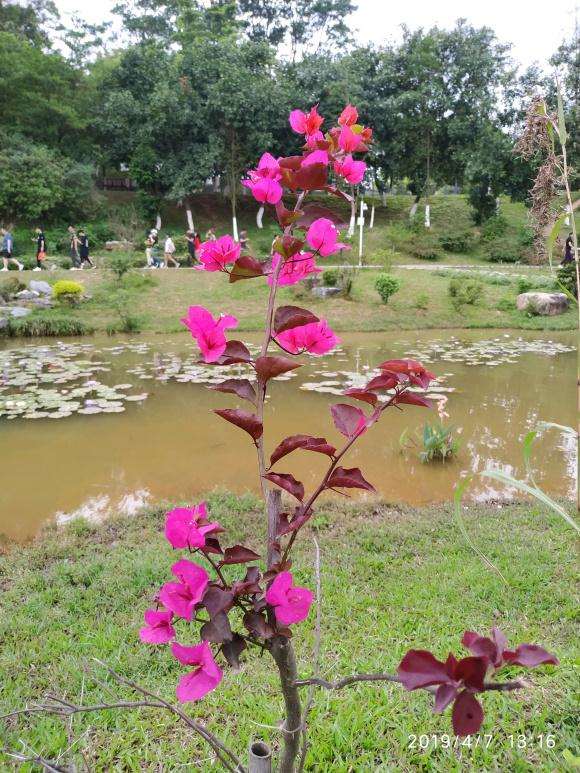 这是什么品种的三角梅盆栽 怎么样 图片