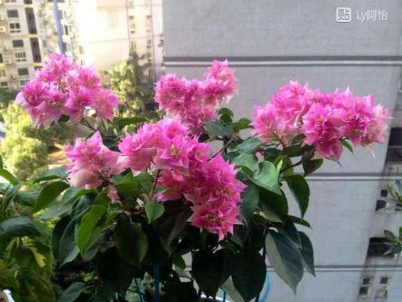 三角梅盆栽都是用的什么土种植 图片