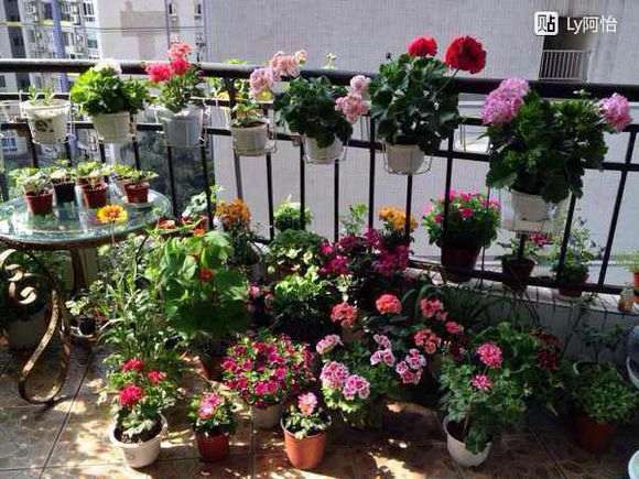 三角梅盆栽都是用的什么土种植 图片