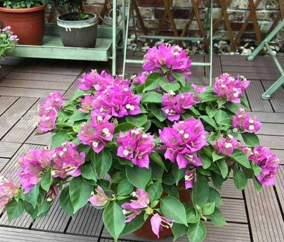 三角梅盆栽用园土 可以吗 感觉太重