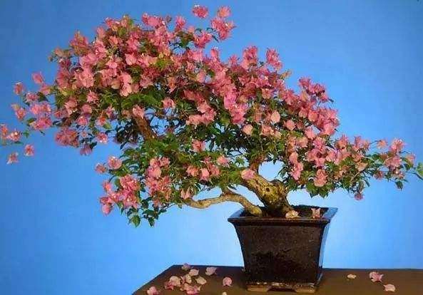 三角梅盆栽用沙壤土可以吗 图片