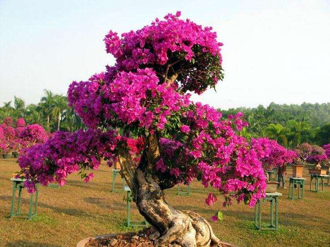 我的三角梅盆栽 全用泥炭种植的 图片