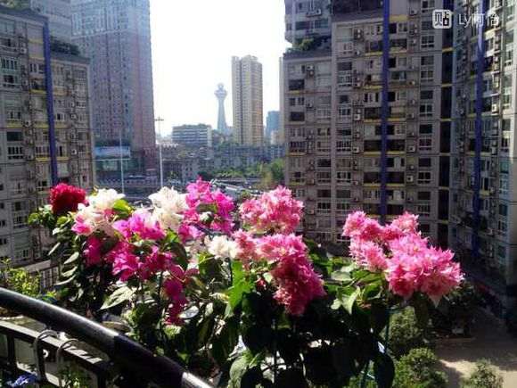 为什么三角梅盆栽只长叶 难开花