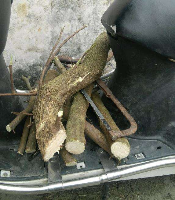 种三角梅下山桩 用腐叶土 可以吗 图片