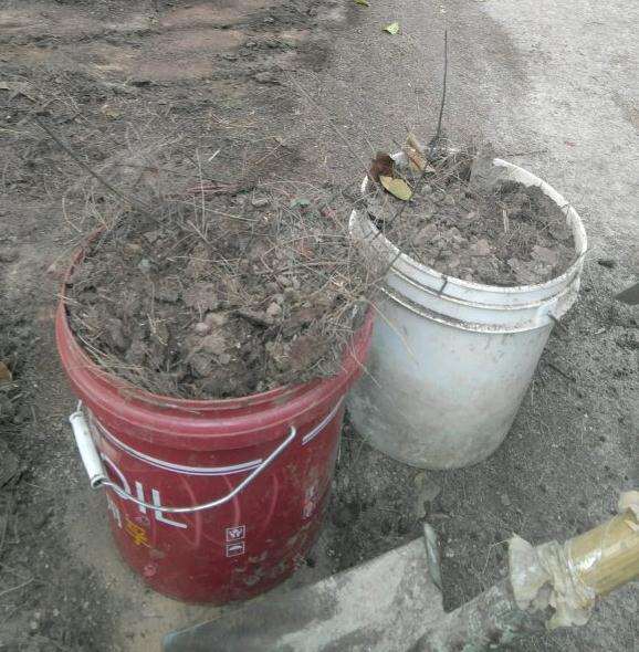 种三角梅下山桩 用腐叶土 可以吗 图片