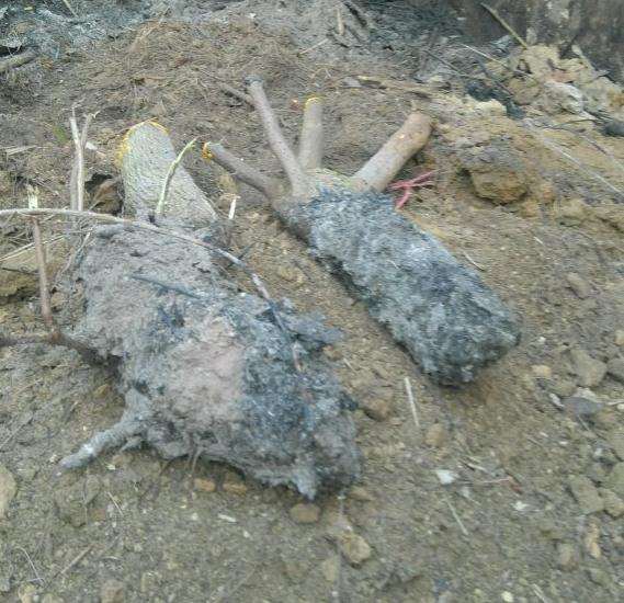 种三角梅下山桩 用腐叶土 可以吗 图片