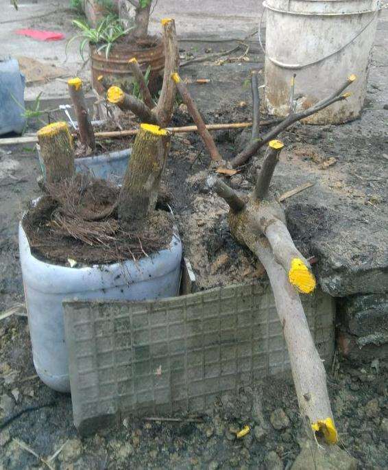 种三角梅下山桩 用腐叶土 可以吗 图片