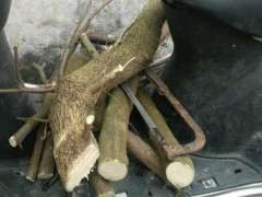 种三角梅下山桩 用腐叶土 可以吗  图片