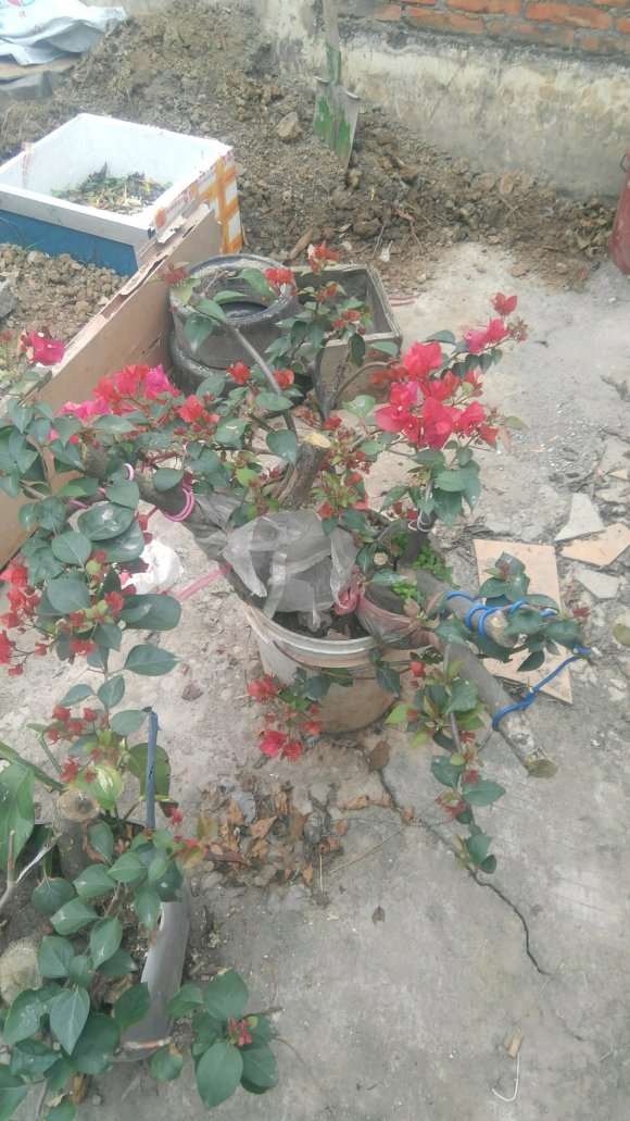 三角梅下山桩直接插土就可以吗 图片