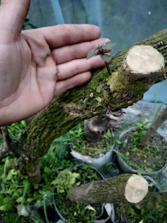 三角梅下山桩直接插土就可以吗 图片