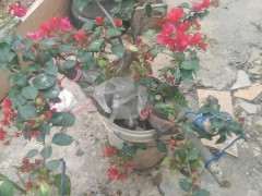 三角梅下山桩直接插土就可以吗 图片