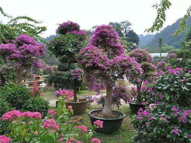 三角梅盆栽都开始凋谢了 怎么办 图片