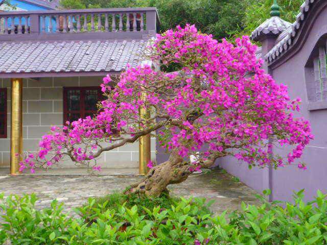 三角梅盆栽 哪个品种开花时间长 图片